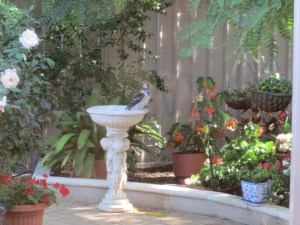 From Camera Feb 2013 1095