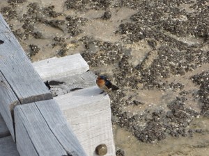 A lively little sparrow amongst the living bacterial rocks