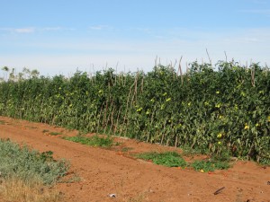Tomato crops thrive in the rich red soil