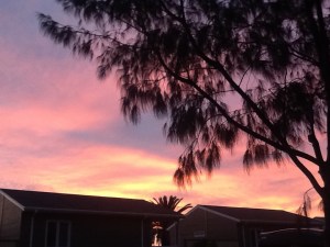 A glimpse thru the sheoak tree