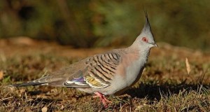 The pretty little Crested Pigeons are beautifully  adorned and topped with that unique crested plumage