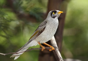 An Aussie Noisy Miner bird, bold as brass and forever swooping on the crested pigeons