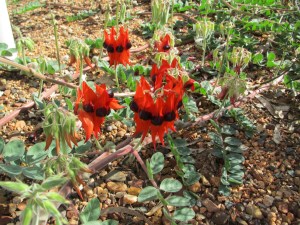 Sturt Pea welcome to the caravan park at Tom Price