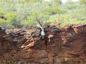 A very tenacious Snappy Gum clinging to life. Given drought conditions the 'Snappy' gums reduces its water requirement by closing down some branches. When conditions improve the tree continues to flourish, albeit without the closed of sections that die off. Never camp under a Snappy Gum for the dead sections often just drop without warning.
