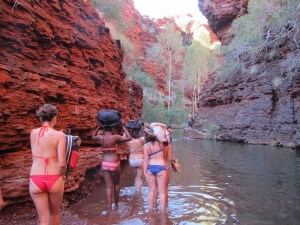 Some of the bird life to be found at favourite water holes.
