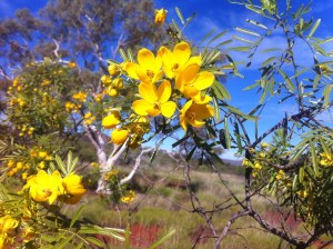 Many different types of Wattle. Brilliant!