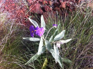 Just one of the many beautiful flower in plants along the trail to Circular Pool