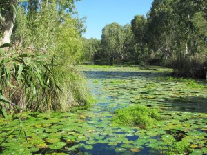 Apparently Granny Irvine planted the lily pads. How idyllic!