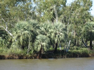 Silvery green sculptured palms line the banks of the Fortescue River