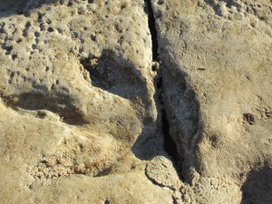 Genuine dinosaur footprints at Gantheume Point
