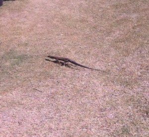 A friendly little fellow who simply visits the caravanning fraternity