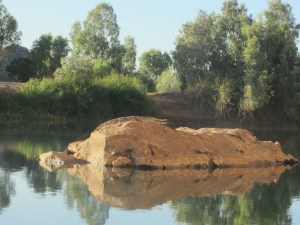 A Croc on a rock. We would have seen about 25 freshwater crocodiles during our one hour boat tour