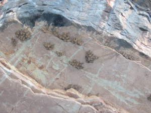 Tiny little swallows build clay 'bottle' shaped nests on the ip underside of overhanging rock faces