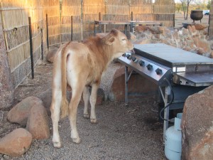 This little calf thinks a BBQ is a lip smacking event.