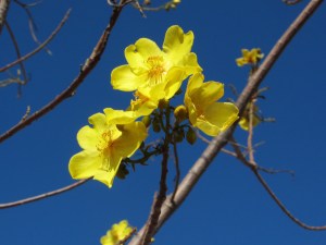 Yellow flowers are prolific in this area, on small barren trees void of leaves but with gracious butter-cup like flowers