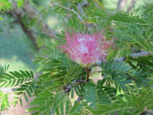 At the town's celebrity park celebs plant trees. This one is a flower of a Pom Pom tree put in by Kate Cebrano