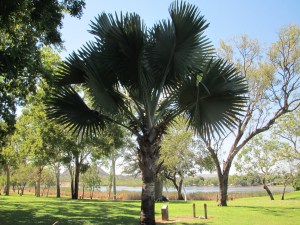 This is a no name Palm in the celeb park. What a statuesque specimen.