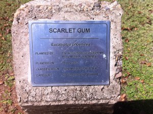A prominent politician planted a Scarlet Gum 3 years ago but sadly today it is dead and no where to be seen. Apart from NT Chief Minister most pollies claim 'singer songwriter ( Ernie Bridge) or 'pioneer' under Bill Withers 