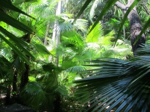 A stroll thru the lush tropical garden at the Country Club before lunch.