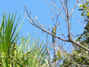 Rainbow Bee Eater, a beautifully coloured little bird in flight. I may try and Google a better picture.