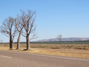 A small stand of Boabs near the fields and water channel