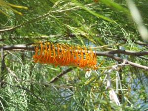 A stunning local variety of bottlebrush.