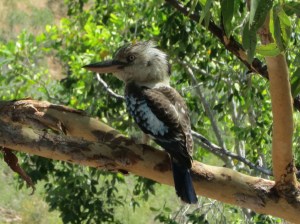 What a poser! Kookaburra at Katherine Gorge.
