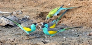 Hooded Parrots