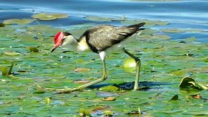 Comb Crested Jacana which we saw waltzing on the lily pads.