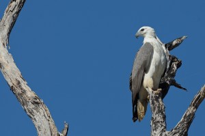 White-fronted Sea Eagle we saw at Corroboree Billabong