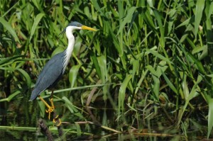 Grey Heron