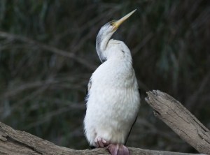 Pied Cormorant