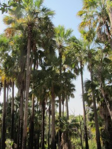 These Livistonia Regidia Palms together with paper barks stand as sentinels guarding the warm springs.