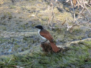 In our south west we have blue fairy wrens, while the NT has Red-Backee Fairy Wrens.