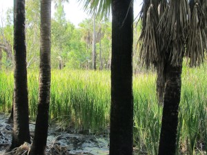 The bullrushes look like a brand new fresh crop