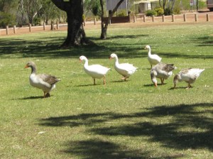 Guardians of the lake and attendees at every picnic table,