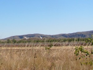 A couple of Broogas take flight at the side of the road.