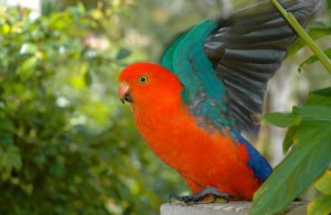 We saw King Parrots in the Condamine caravan park