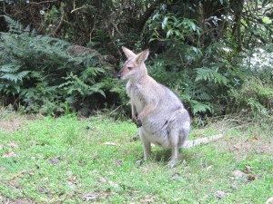 These little fellows love having their picture taken. The goannas and wild turkey are bit more difficult.