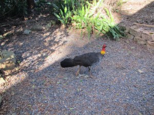 Good thing these wild turkey are protected species