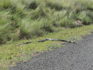 This fellow is probably a cousin to the one at the top of the mountain.