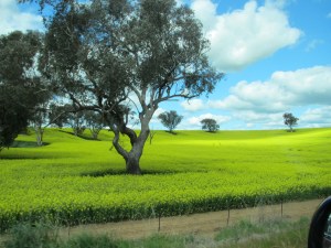 Australia's food bowl certainly looks great in the formative stages.