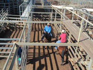 Where there's cows there's always Cowboys 