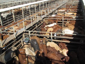 Today 7,000 of these went under a clap of the hands in deference to a fall of the hammer.