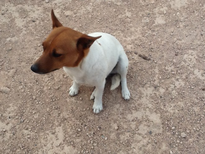 "What barking?" "Don't look at me" said this little fellow